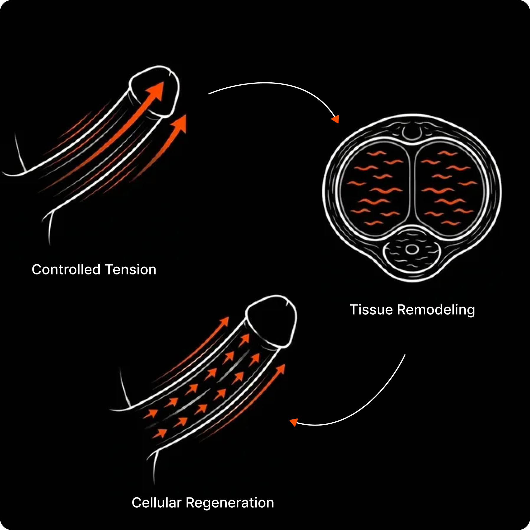Clinical Studies & Evidence for Penile Traction Therapy