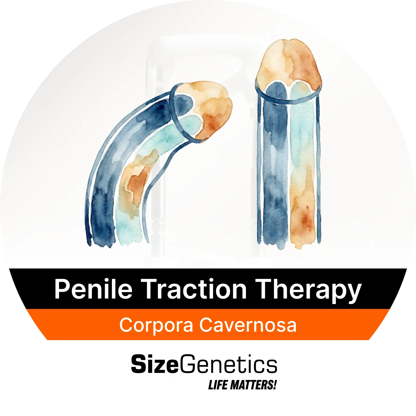 Corpora Cavernosa & How Traction Affects Erectile Tissue