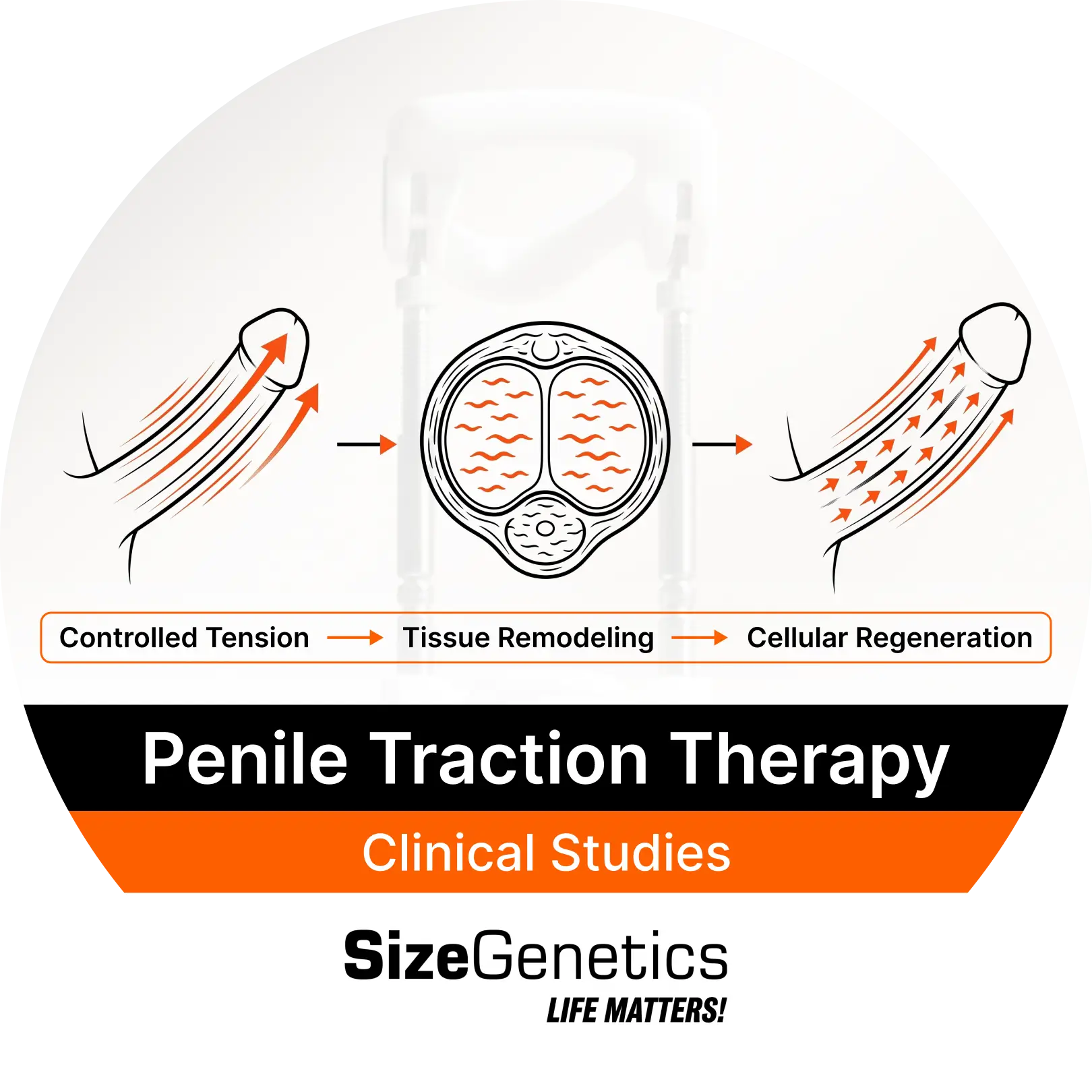 Clinical Studies & Evidence for Penile Traction Therapy