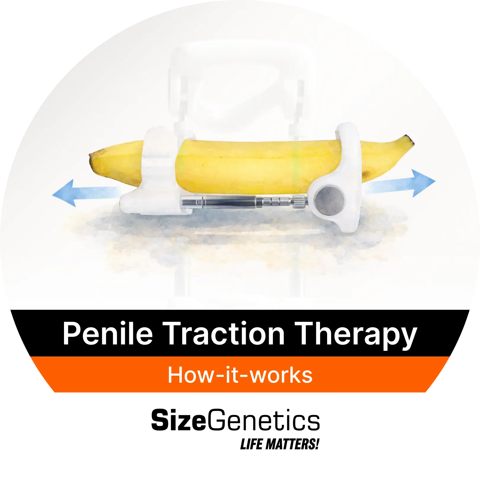 How Penile Traction Therapy Works (Mechanotransduction) | SizeGenetics