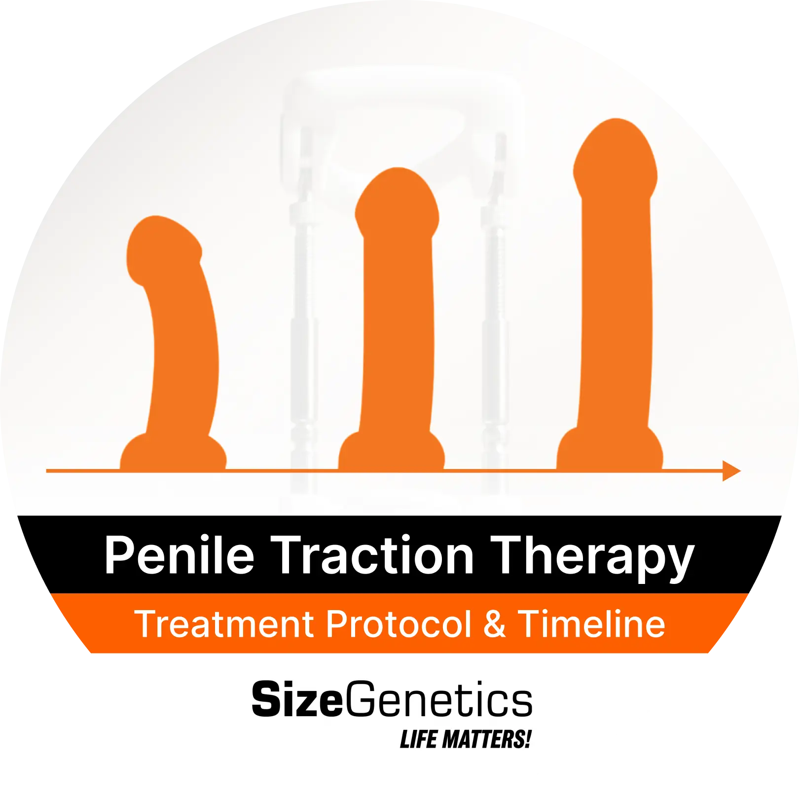 Penile Traction Protocol: Clinical Schedule & Timeline